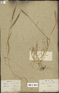 spécimen de Aegilops ventricosa