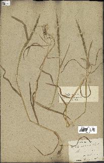 spécimen de Aegilops ventricosa