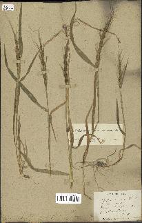 spécimen de Aegilops ventricosa