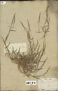 spécimen de Aegilops ventricosa