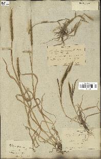 spécimen de Aegilops ventricosa