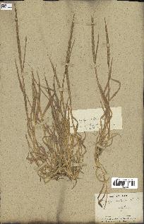 spécimen de Aegilops ventricosa