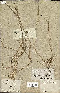 spécimen de Aegilops ventricosa