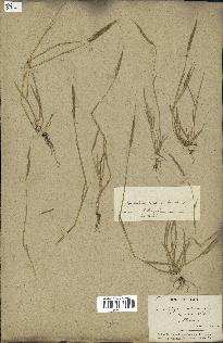 spécimen de Aegilops ventricosa