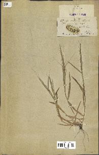 spécimen de Aegilops ventricosa