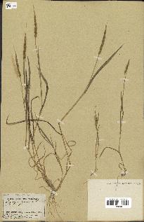 spécimen de Aegilops ventricosa