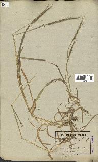 spécimen de Aegilops ventricosa
