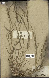 spécimen de Aegilops ventricosa