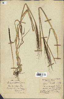 spécimen de Aegilops ventricosa