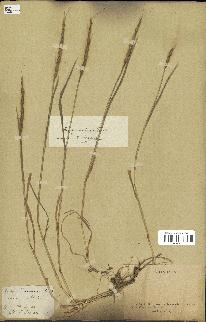 spécimen de Aegilops ventricosa