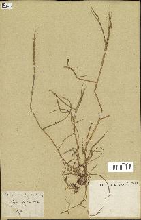 spécimen de Aegilops ventricosa