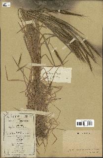 spécimen de Aegilops ventricosa