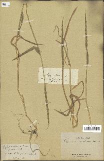 spécimen de Aegilops ventricosa