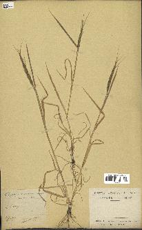 spécimen de Aegilops ventricosa