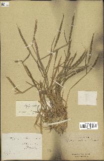 spécimen de Aegilops ventricosa