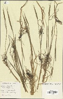 spécimen de Aegilops ventricosa