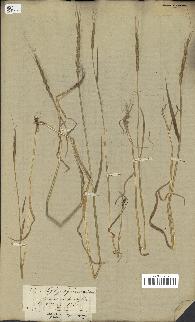 spécimen de Aegilops ventricosa