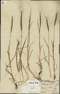 spécimen de Aegilops ventricosa