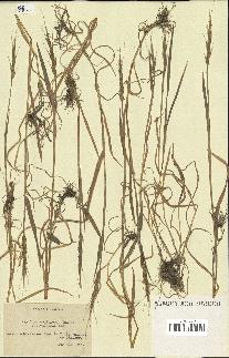 spécimen de Aegilops ventricosa