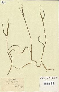 spécimen de Aegilops ventricosa