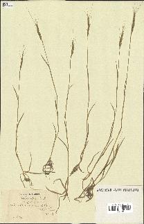 spécimen de Aegilops ventricosa
