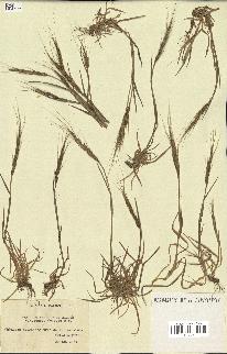 spécimen de Aegilops ventricosa