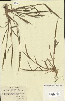 spécimen de Aegilops ventricosa