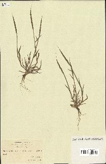 spécimen de Aegilops ventricosa