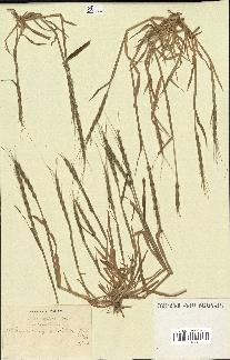 spécimen de Aegilops ventricosa