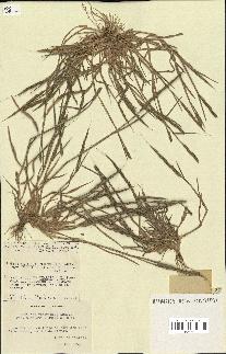 spécimen de Aegilops ventricosa