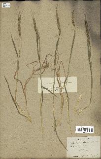 spécimen de Aegilops ventricosa