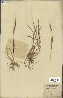 spécimen de Aegilops ventricosa