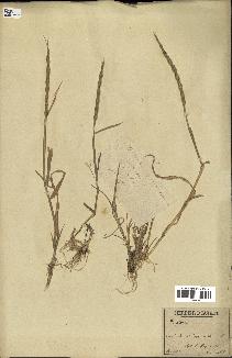 spécimen de Aegilops ventricosa