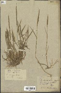 spécimen de Aegilops ventricosa