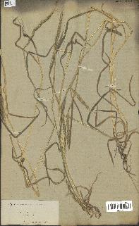 spécimen de Aegilops ventricosa