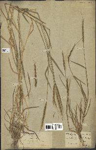 spécimen de Aegilops ventricosa