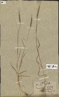 spécimen de Aegilops ventricosa