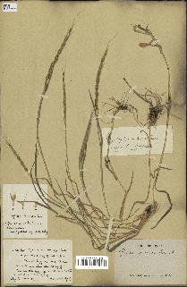 spécimen de Aegilops ventricosa