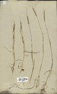 spécimen de Aegilops ventricosa