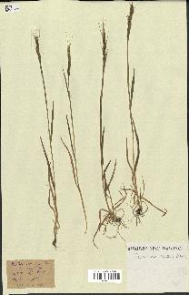 spécimen de Aegilops ventricosa