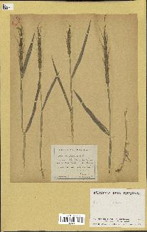 spécimen de Aegilops ventricosa
