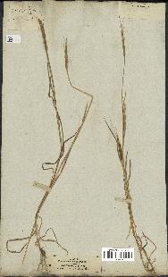 spécimen de Aegilops ventricosa