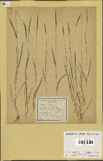 spécimen de Aegilops ventricosa