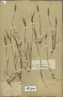 spécimen de Aegilops ventricosa