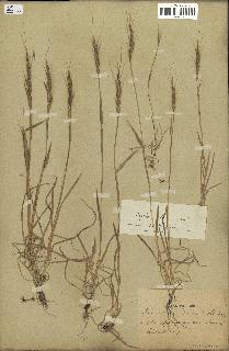 spécimen de Aegilops ventricosa