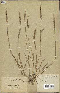 spécimen de Aegilops ventricosa
