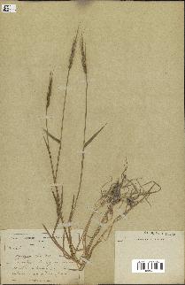 spécimen de Aegilops ventricosa