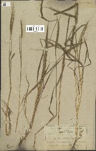 spécimen de Aegilops ventricosa