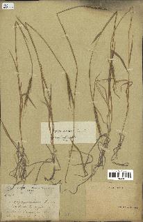 spécimen de Aegilops ventricosa