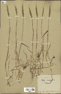 spécimen de Aegilops ventricosa